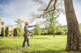 Best Fruit Tree Pruning  in Lifornia Polytechnic State University, CA