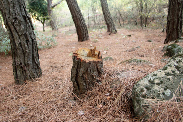 Best Arborist Consultation Services  in Lifornia Polytechnic State University, CA